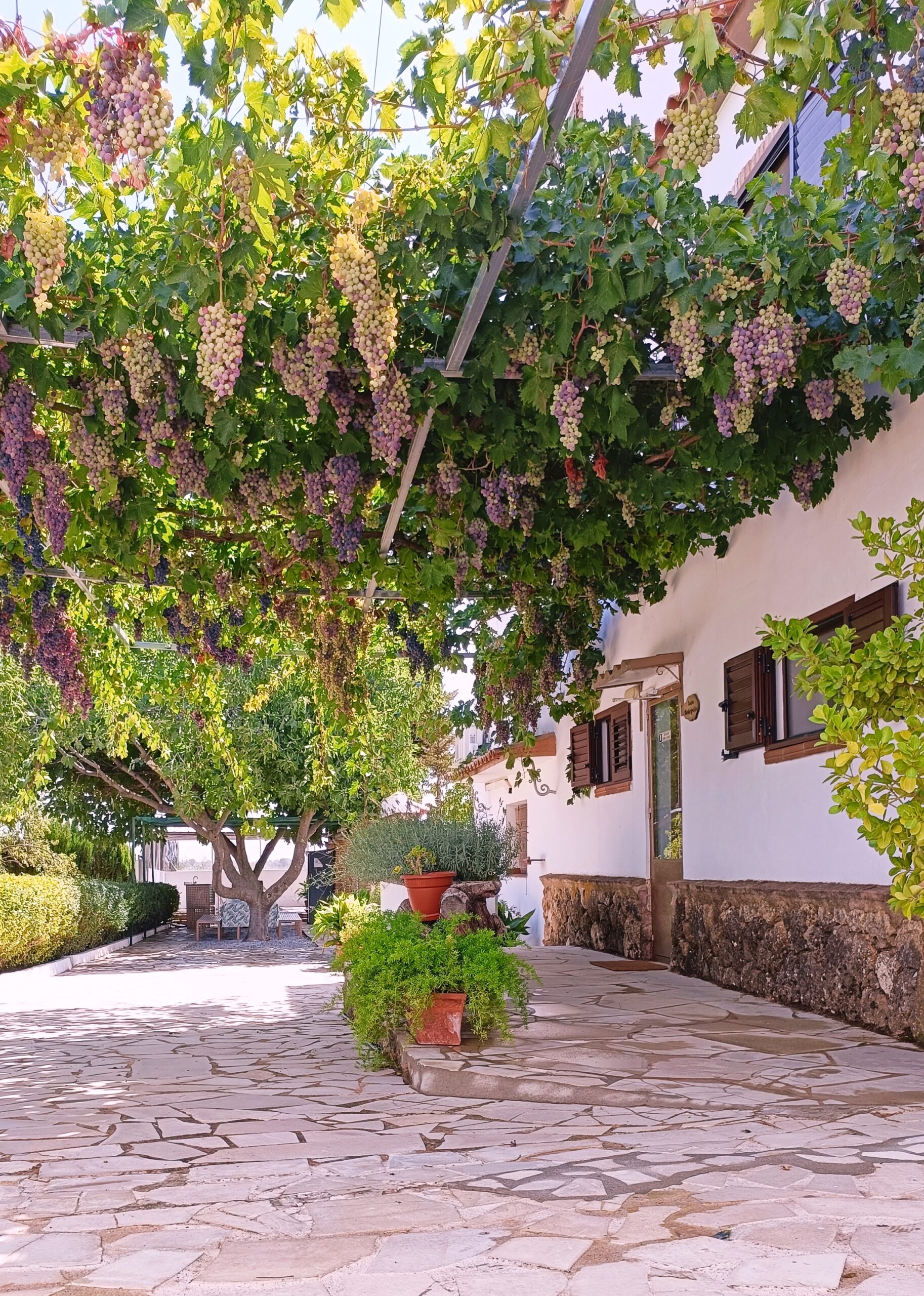 Parte exterior Bodeguilla Patio de pérgola con vid en Casa Bodeguilla