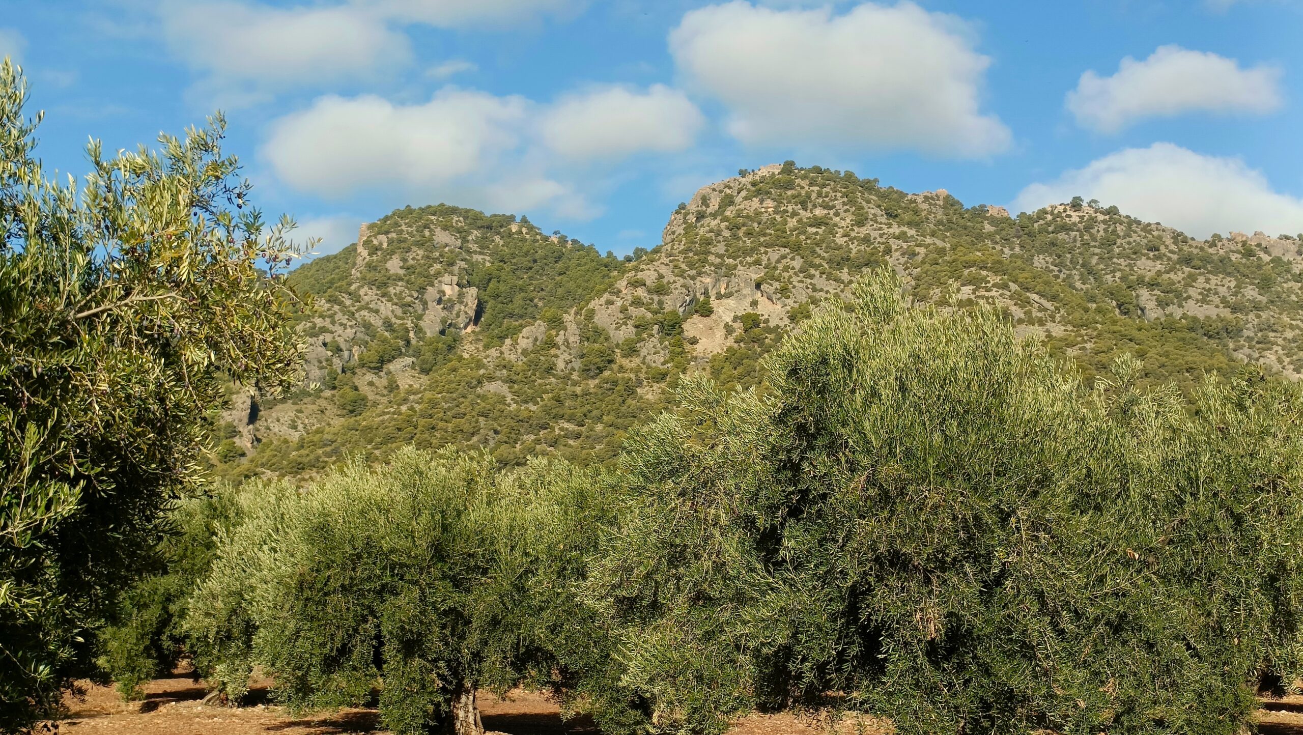 Entorno de olivos Paisaje de un olivar cerca Villa las Talas