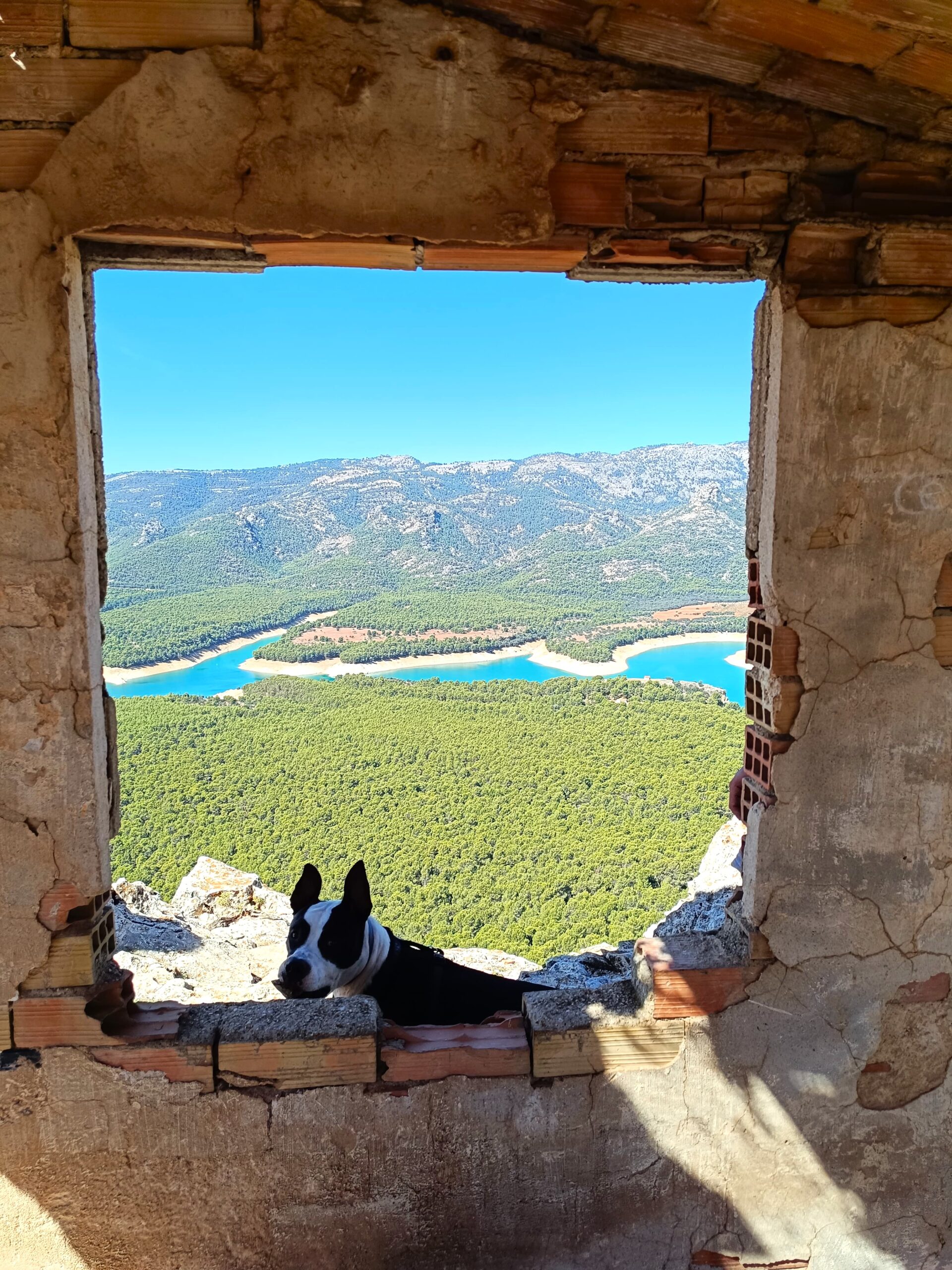 Perro detrás de una ventana Mascota tras una ventana con paisaje de naturaleza