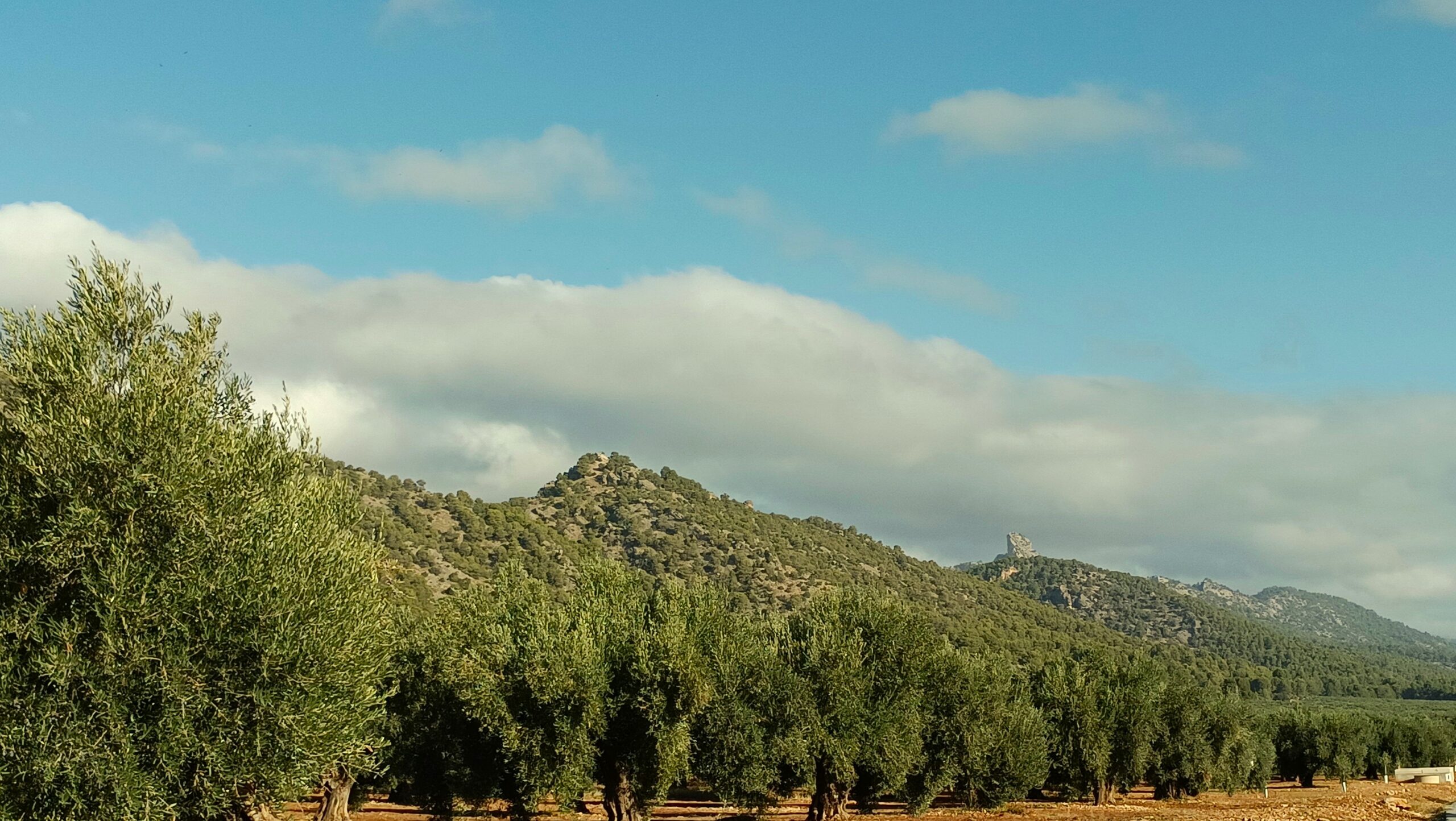 Vista desde Villa las Talas Paisaje natural de árboles con montes al fondo